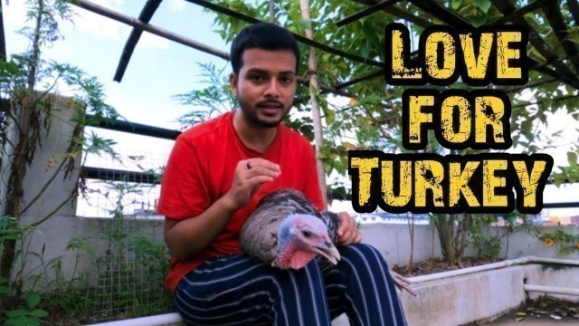 'Turkey 10 Months Growth | Turkey Food and Care | Turkey Bird | Love for Turkey | Turkey care'