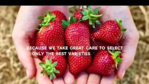 'M&S | Food: Why M&S Strawberries Taste So Good'