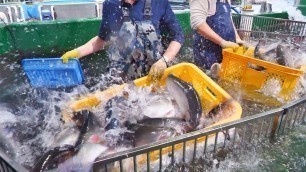 '노르웨이산 연어는 그만! 국내 유일 ! 연간100톤 출하 하는 연어양식장 | The whole Process of an Amazing Salmon farm | Korean food'