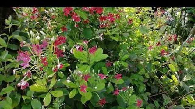 'Madhabi Lota Flower | Rangoon Creeper | Chinese Honeysuckle | Food and Flower'