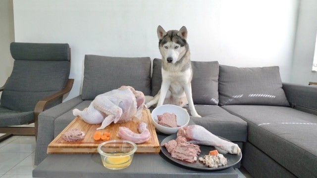 'Leaving My Husky alone with a Whole Turkey Food Table for Thanksgiving!'