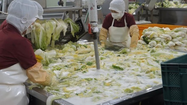 'Various kimchi mass production process in amazing Korean kimchi factory - Food Factory'