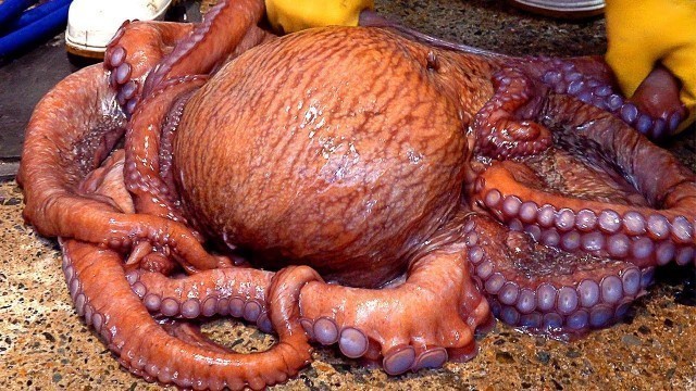 '대왕문어무침 Seasoned Octopus Salad cooked with 17kg Giant Octopus - Korean street food'