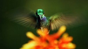 'The hidden beauty of pollination | Louie Schwartzberg'