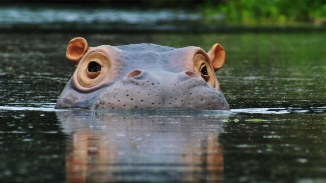 'The \'Beauty\' Regime of Hippos | Spy In The Wild | BBC Earth'