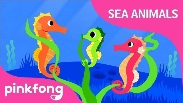 'Hey-ho-hey, Seahorse | Sea Animals Song | Animal Song | Pinkfong Songs for Children'