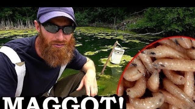 'BREEDING MAGGOTS, the ULTIMATE FISH FOOD (Surprising Results)! | Feeder for TROPHY TROUT'