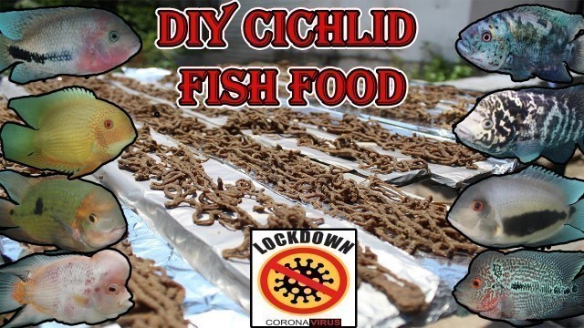 'Corona Lockdown! DIY \"Home Made Cichlid Fish Food\" @ Cichlid Park.Series-II'
