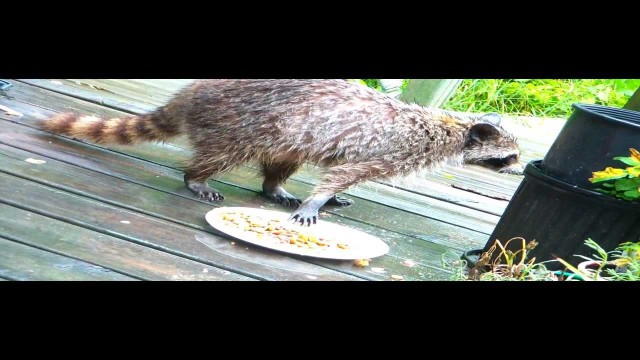 '10 MINUTES OF WATCHING A RACCOON STEAL CAT FOOD'
