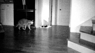 'Raccoon Intruder - Stealing cat food in the kitchen'