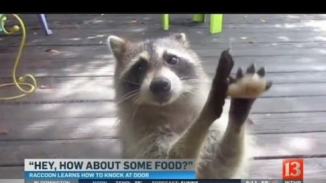 'WATCH: Greedy raccoon steals cat food, knocks on door demanding more'