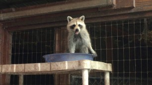'Raccoon stealing cat food at the farm. Raccoon vs cat'