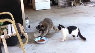'Funny videos   Raccoon stealing food from the cats    Смешной прикол с енотом Смотреть смешные видео'