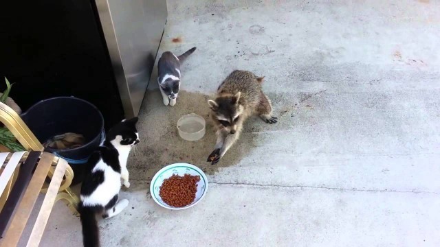 'Raccoon steals cat food ! Runs away like a thief ! MUST WATCH!!!!!!!'