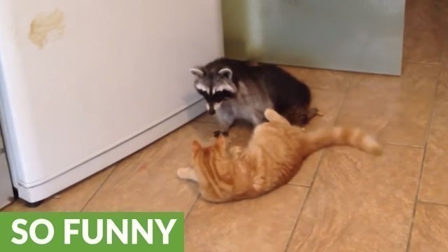 'Cat and raccoon share incredibly unique friendship'