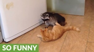 'Cat and raccoon share incredibly unique friendship'