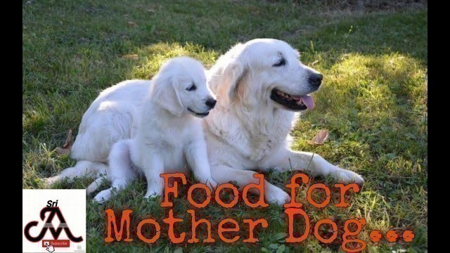 'What to feed a mother dog | tamil | jayam ideas | jayam pets | minpin puppy for sale'