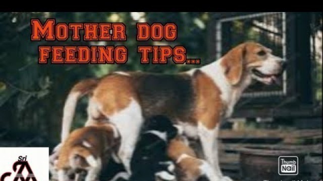 'Mother dog feeding tips | tamil | jayam ideas | jayam pets | minpin puppy for sale'