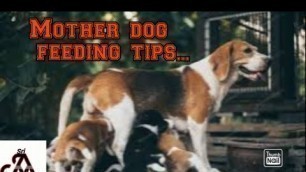 'Mother dog feeding tips | tamil | jayam ideas | jayam pets | minpin puppy for sale'