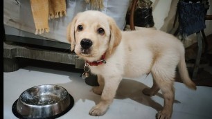 'Adorable reactions of labrador puppy for food | Little John |'