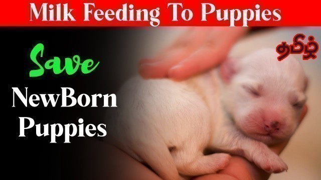 'How to Save New Born Puppies | Milk Feeding Tamil'