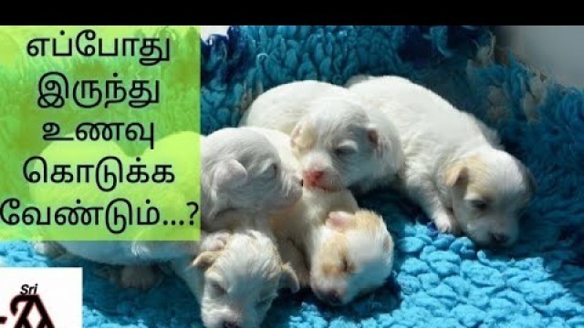 'When to feed additional food to puppies | tamil | jayam ideas #PuppyFeeding'