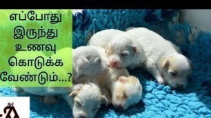 'When to feed additional food to puppies | tamil | jayam ideas #PuppyFeeding'