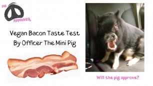 'Vegan Bacon Taste Test By Officer The Mini Pig'