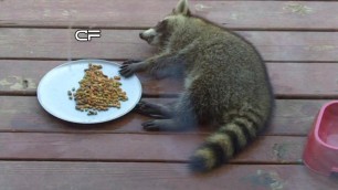 'Lazy Raccoon Eating Cat Food'