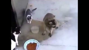 'Raccoon cat food'