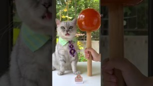 'How Chef Cat Makes the BIGGEST Lollipop in the World!