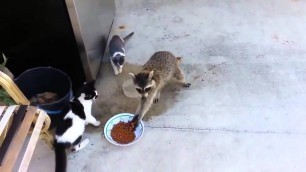 'Raccoon steals food from cats'