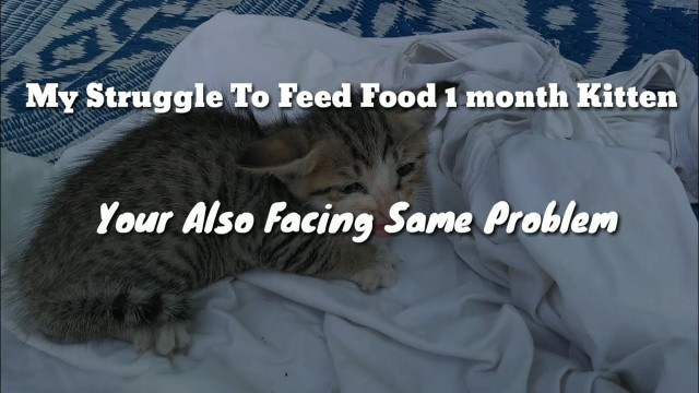 'Feeding Food One Month Kitten & CAT | Tamil | Vinothjustice'