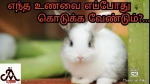 'When, what and how to feed a rabbit | tamil | jayam ideas | jayam pets | minpin puppy for sale'