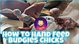 'How To Hand Feed baby Budgies | Budgies Update #25 | InfoTube Tamil 360°'