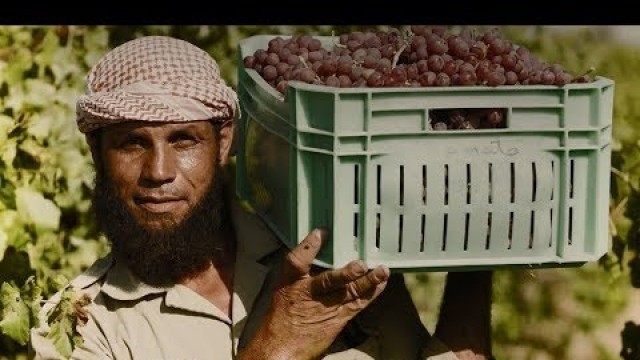 'Mabrook - A grape farmer in Egypt'