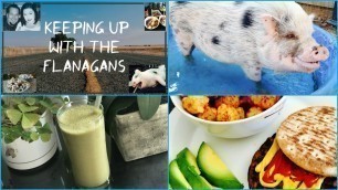 'Quick Vegan Meal Ideas! | Mini Pig Fun! | KUWTF Vlog June 20th -24th 2017'