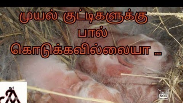 'Mother rabbit feeding tricks to its babies | tamil | jayam ideas'
