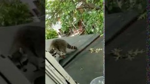 'Raccoon Tries To Steal Cat Food But Fails - 992114'