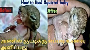'How to feed squirrel baby in tamil'