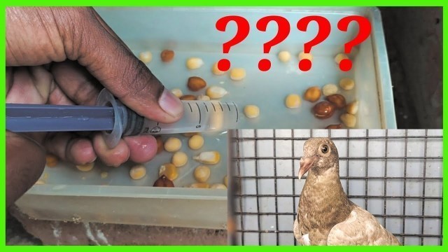 'HOW TO FEED A BABY PIGEON OR A CHICK - TAMIL'