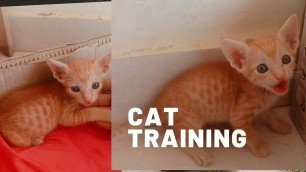 'How to feed milk newborn cat tamil/how to give toilet training to cat'