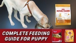 'How to Feed Puppy | What to feed Puppy? | Labrador diet plan in Tamil | Feeding Guide in Tamil'