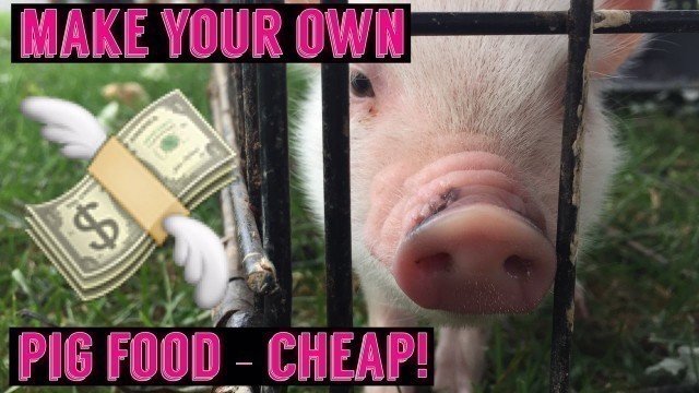 'Mini Pig / Pot Belly Pig make your food - Save Money! DIY Potbellied pig'