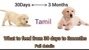 'What to feed from 30 days to 3months for labrador puppy in tamil | Labrador puppy food chart'
