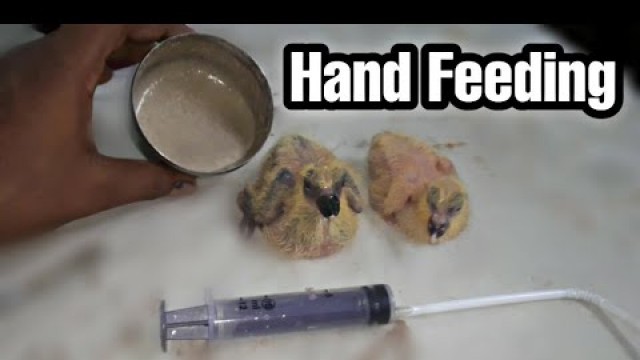 'How to Hand Feed New Born Baby Pigeon | Tamil | Sj Pigeons'