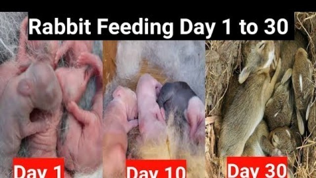 'Rabbit feeding Tamil | How to feed Rabbit babies tamil | Rabbit Farming Tamil'