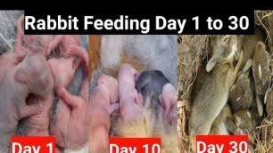 'Rabbit feeding Tamil | How to feed Rabbit babies tamil | Rabbit Farming Tamil'