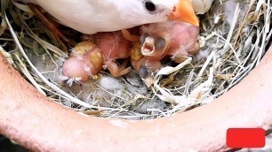 'finches chicks parents feeding tips and checking method in tamil'
