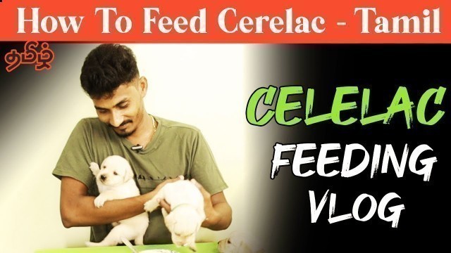 'How To Feed Cerlac To 20 Days Puppies Vlog Tamil'